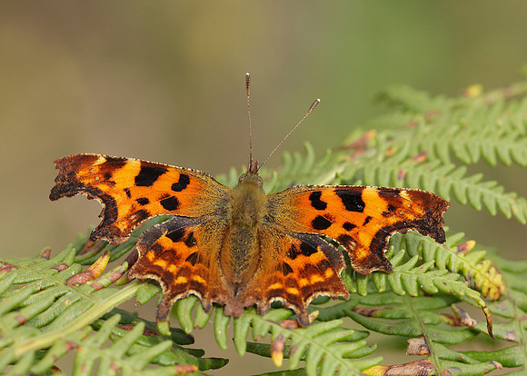 Comma Polygonia c-album