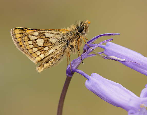 Chequered Skipper Carterocephalus palaemon