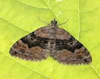 70.055 BF1726 Large Twin-spot Carpet Xanthorhoe quadrifasiata
