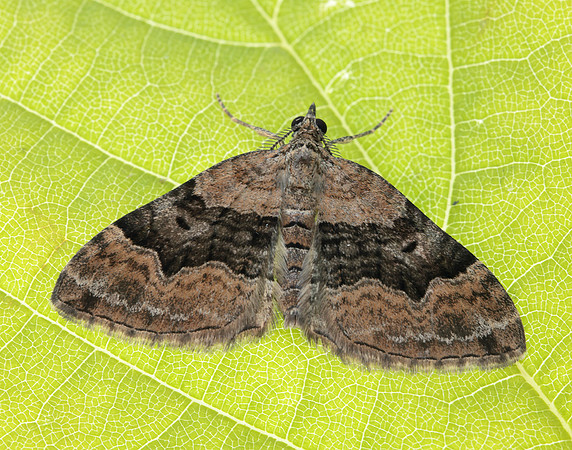 70.055 BF1726 Large Twin-spot Carpet Xanthorhoe quadrifasiata