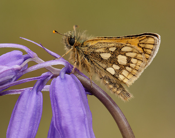 Chequered Skipper Carterocephalus palaemon