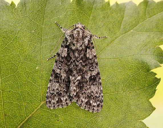 73.045 BF2289 Knot Grass Acronicta rumicis