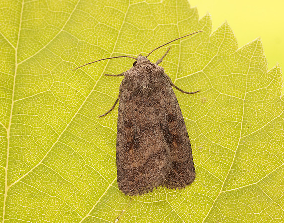 73.092 BF2387 Mottled Rustic Caradrina morpheus