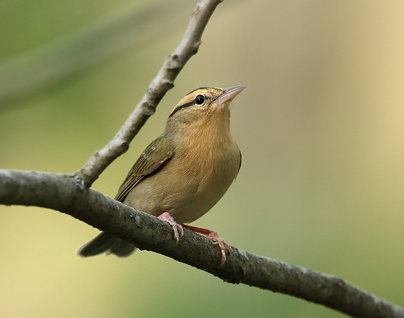 Worm-eating Warbler Helmitheros vermivorum