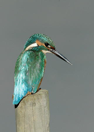 Kingfisher Alcedo atthis