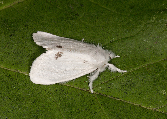 72.013 BF2030 Yellow-tail Euproctis similis