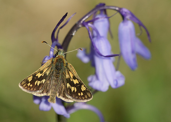 Chequered Skipper Carterocephalus palaemon