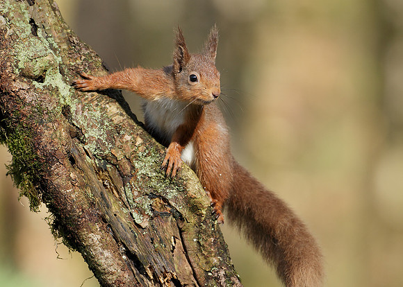 Red Squirrel Sciurus vulgaris