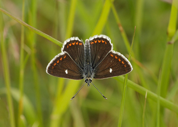 Northern Brown Argus Aricia artaxerxes artaxerxes
