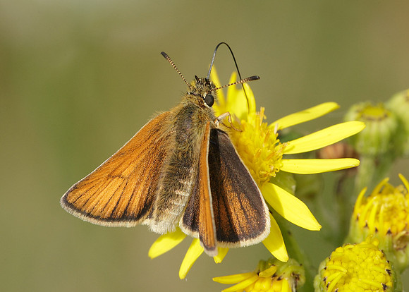 Essex Skipper Thymelicus lineola