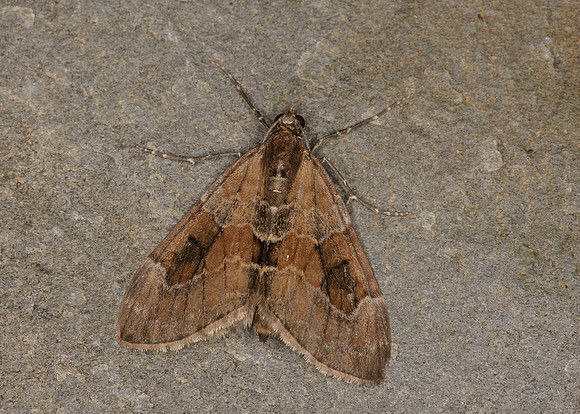 70.077 BF1767 Pine Carpet Thera firmata
