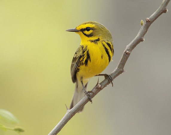 Prairie Warbler Setophaga discolor