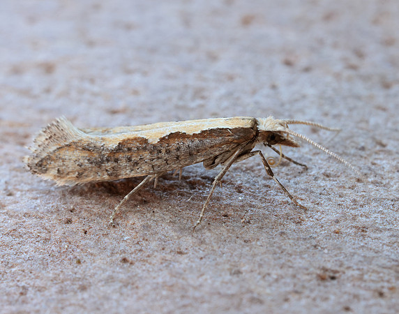 18.001 BF464 Diamond-back Moth Plutella xylostella