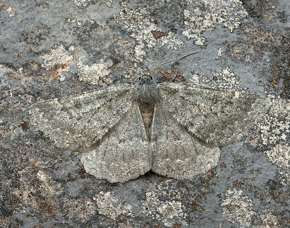 70.285 BF1963 Scotch Annulet Gnophos obfuscata
