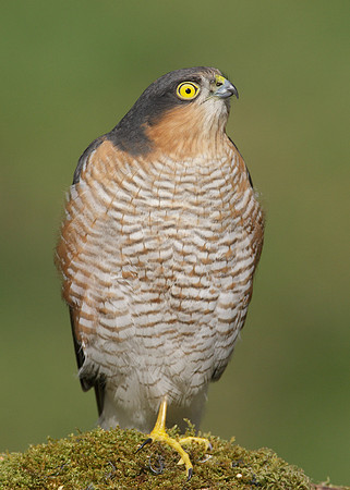 Sparrowhawk Accipiter nisus