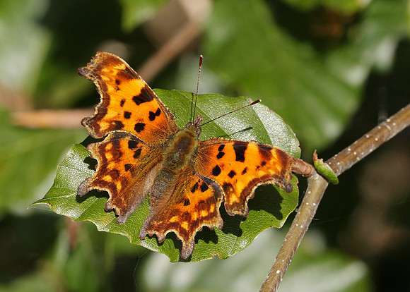 Comma Polygonia c-album