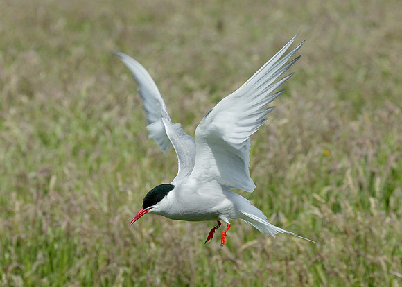Arctic Tern Sterna paradisaea