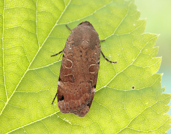 73.344 BF2108 Lunar Yellow Underwing Noctua orbona