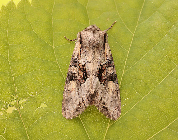 73.263 BF2157 Light Brocade Lacanobia w-latinum
