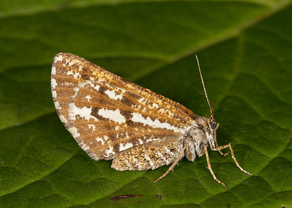 70.276 BF1954 Bordered White Bupalus piniaria