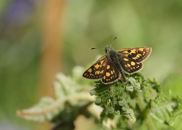 Chequered Skipper Carterocephalus palaemon