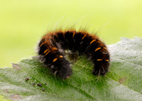 66.008 BF1638 Fox Moth Macrothylacia rubi