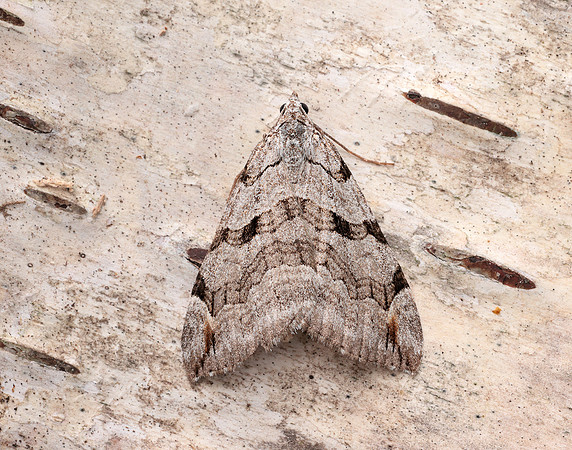 70.192 BF1867 Treble-bar Aplocera plagiata