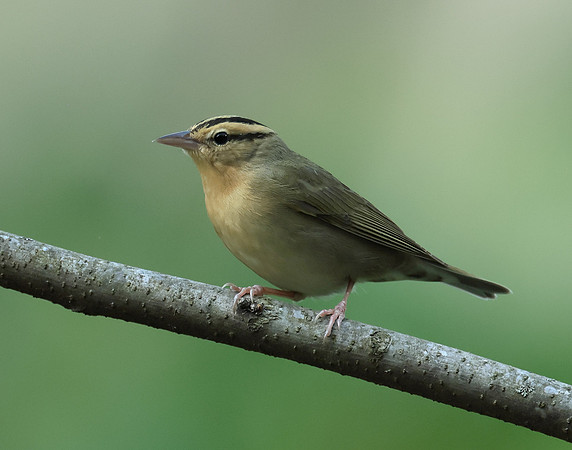 Worm-eating Warbler Helmitheros vermivorum