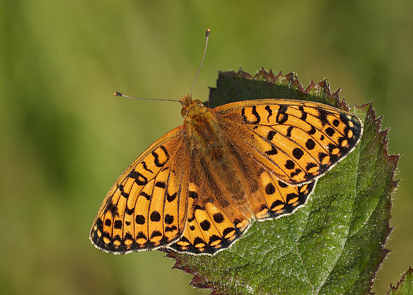 Dark Green fritillary Argynnis aglaja