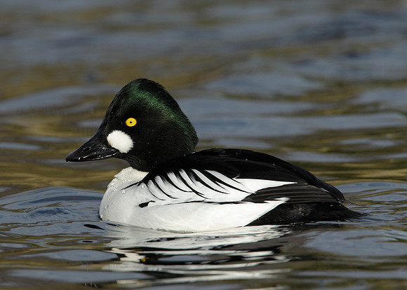 Goldeneye Bucephala clangula