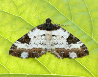 70.128 BF1784 Pretty Chalk Carpet Melanthia procellata