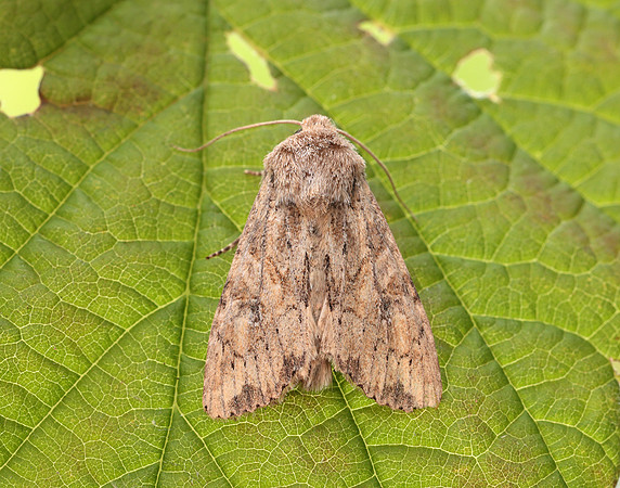 73.157 BF2333 Large Nutmeg Apamea anceps