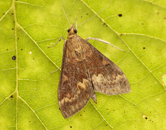 63.028 BF1375 European Corn-borer Ostrinia nubilalis