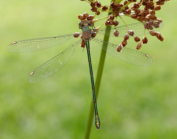 Willow Emerald Chalcolestes viridis