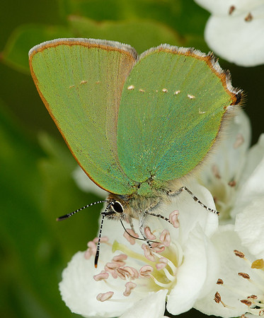 Green Hairstreak Callophrys rubi