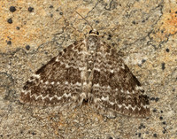 70.072 BF1744 Grey Mountain Carpet Entephria caesiata