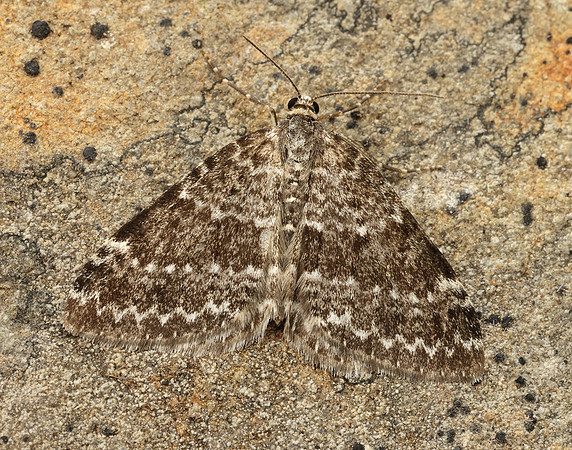 70.072 BF1744 Grey Mountain Carpet Entephria caesiata
