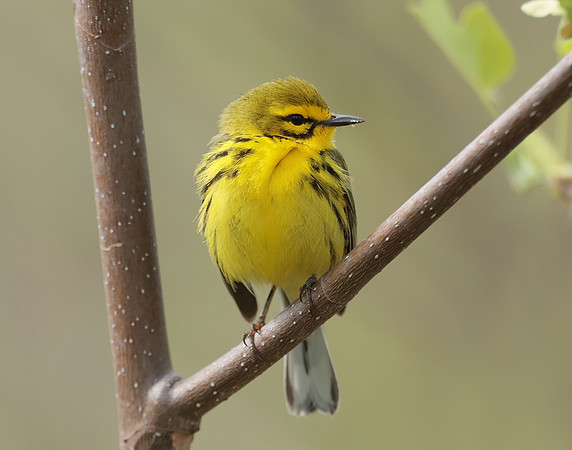 Prairie Warbler Setophaga discolor