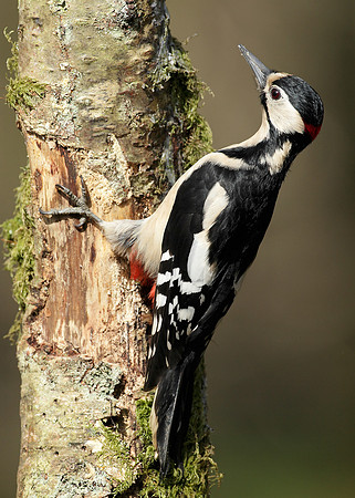 Great Spotted Woodpecker Dendrocopus major