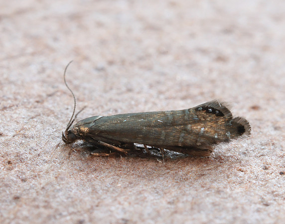 19.002 BF397 Glyphipterix thrasonella