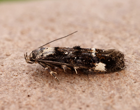40.001 BF885 Mompha conturbatella