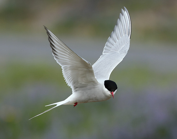 Arctic Tern Sterna paradisaea