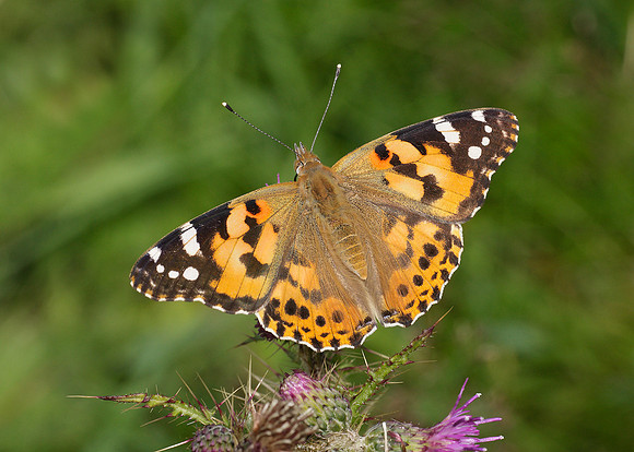 Painted Lady Vanessa cardui