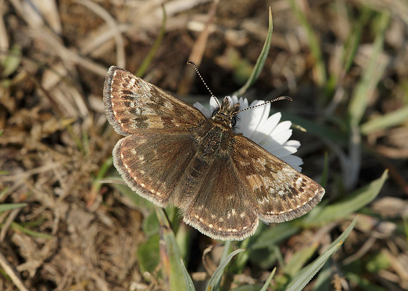 Dingy Skipper Erynnis tages