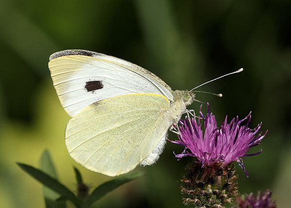 Large White Pieris brassicae