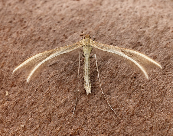 45.033 BF1510 Thyme Plume Merrifieldia leucodactyla