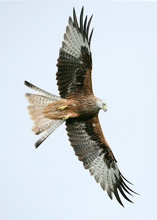 Red Kite Milvus milvus