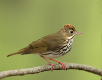 Ovenbird Seiurus aurocapilla