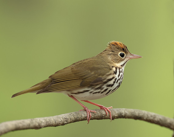 Ovenbird Seiurus aurocapilla