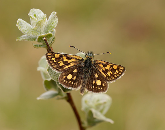 Chequered Skipper Carterocephalus palaemon